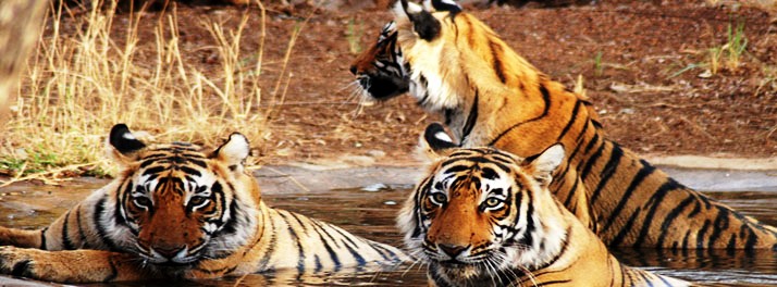 714/Taj Banjaar Tola - Kanha National Park 14.jpg